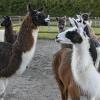 Die Lamas vom Weldener Hof stehen für unterschiedliche Wanderungen bereit.