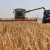 Landwirte im Landkreis Neu-Ulm ziehen Bilanz: Hochwasser und Regen führen zu Ernteausfällen. 