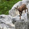 Die Gams ist ein Symoltier der Alpen. (Archivfoto)