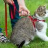 For under-challenged indoor cats, it can be an enrichment to be able to keep a harness and a leash in a safe area close to the home. (Archive image)