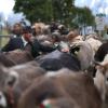 Wegen des Schnees müssen manche Bauern ihre Tiere auf tiefer gelegene Weiden bringen. (Archivbild)