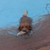 Manche Hunde  trauen sich auch bei echtem Hundewetter zum Badetag ins Augsburger Familienbad – samt Frauchen und Herrchen. Nach Ende der Freibadsaison dürfen dort traditionell die vierpfotig-felligen Wasserliebhaber nochmals plantschen, bevor das Freibad für den Winter schließt, zur Freude von Hund und Mensch. Wir haben ein paar tropfnasse Bilder.