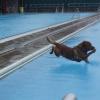 Manche Hunde  trauen sich auch bei echtem Hundewetter zum Badetag ins Augsburger Familienbad – samt Frauchen und Herrchen. Nach Ende der Freibadsaison dürfen dort traditionell die vierpfotig-felligen Wasserliebhaber nochmals plantschen, bevor das Freibad für den Winter schließt, zur Freude von Hund und Mensch. Wir haben ein paar tropfnasse Bilder.