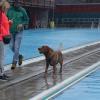 Manche Hunde  trauen sich auch bei echtem Hundewetter zum Badetag ins Augsburger Familienbad – samt Frauchen und Herrchen. Nach Ende der Freibadsaison dürfen dort traditionell die vierpfotig-felligen Wasserliebhaber nochmals plantschen, bevor das Freibad für den Winter schließt, zur Freude von Hund und Mensch. Wir haben ein paar tropfnasse Bilder.