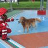 Manche Hunde  trauen sich auch bei echtem Hundewetter zum Badetag ins Augsburger Familienbad – samt Frauchen und Herrchen. Nach Ende der Freibadsaison dürfen dort traditionell die vierpfotig-felligen Wasserliebhaber nochmals plantschen, bevor das Freibad für den Winter schließt, zur Freude von Hund und Mensch. Wir haben ein paar tropfnasse Bilder.