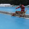 Manche Hunde  trauen sich auch bei echtem Hundewetter zum Badetag ins Augsburger Familienbad – samt Frauchen und Herrchen. Nach Ende der Freibadsaison dürfen dort traditionell die vierpfotig-felligen Wasserliebhaber nochmals plantschen, bevor das Freibad für den Winter schließt, zur Freude von Hund und Mensch. Wir haben ein paar tropfnasse Bilder.