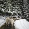 Der Temperatursturz hat andernorts ungewöhnliche Bilder zur Folge: Wie hier beim verfrühten Almabtrieb in der Schweiz.