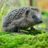 Der Igel steht inzwischen auf der Vorwarnliste der Roten Liste.