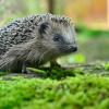 Der Igel steht inzwischen auf der Vorwarnliste der Roten Liste.