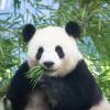 Die Bärenart aus der Fundstelle in Pforzen war ein Verwandter des Großen Pandas - im Bild Pandadame Meng Meng im Berliner Zoo.