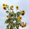 Eine besonders große Sonnenblume steht in einem Garten in Wörleschwang. Sie misst stolze 5,29 Meter.