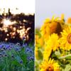 Viele Blumen stehen im September im Augsburger Land noch in voller Pracht. Leserinnen und Leser haben uns ihre besten Fotos geschickt.