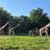 Lifty (ganz links) und ihre Artgenossinnen auf der Außenanlage im Augsburger Zoo.