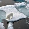 Ein Eisbär steht im Nordpolarmeer auf einer Eisscholle. Nun wurde ein Artgenosse auf Island gesichtet. (Archivbild)