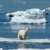 Ein Eisbär verirrte sich jetzt nach Island, wo er das erste gesichtete Tier seiner Art seit 2016 war. Die Polizei erschoss den Eisbären.