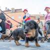 Die kleinen Racker sind los - Dackelparade in Regensburg