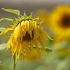 Die Sonnenblumen-Partei fliegt nun auch in Brandenburg aus Regierung und Landtag. 