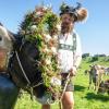 Über 30.000 Tiere verbrachten den Sommer auf den Bergweiden. (Archivbild)