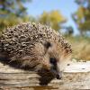 Igel sind Einzelgänger, die nachts munter werden und Nahrung suchen. Nur am Anfang des Herbstes tippeln sie auch tagsüber durch die Gegend.  