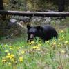 Ein Schwarzbär in den kanadischen Rocky Mountains wandert durchs Gras.