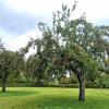 Auf der Streuobstwiese vor dem Kreisseniorenheim in Monheim gibt es Bohnäpfel zu pflücken.  