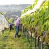 Weinanbau in Laisacker mit Blick auf das Neuburger Donautal: Erntehelferinnen brachten zehn Traubensorten vom noch jungen Weinberg in Neuburg-Nord ein.