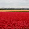 Tulpenfelder bei Lisse: Der Siegeszug der Frühlingsblume in den Niederlanden begann Ende des 16. Jahrhunderts in Leiden.