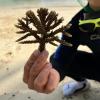 In Nha Trang werden vor allem Korallen des Typs Acropora Muricata (Kleinpolypige Steinkoralle) gepflanzt.