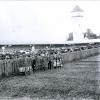 Bis zu 1000 Tiere wurden beim Gersthofer Viehmarkt verhandelt. Im Hintergrund ist der 1906 erbaute Wasserturm zu sehen. Er sollte eigentlich schon rund 60 Jahre später abgerissen werden. Heute ist dort das Ballonmuseum zu finden.