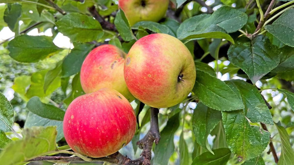 Warnung Vor Schneewittchen Äpfeln Viele Äpfel Vom Bodensee Weisen Pestizide Auf 