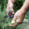 Die letzte Ernte im Herbst im Kräuterbeet ist zeitgleich der Rückschnitt für Lavendel.