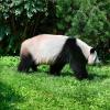 SYMBOLBILD Forscher von der Universität Tübingen haben einen Vorläufer vom Panda im Allgäu entdeckt