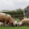 König Charles interessiert sich für Landwirtschaft. (Archivbild)