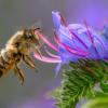 Fleißige Bienchen? Die gestreiften Insekten sind jedoch gar nicht so tüchtig, wie man meint. (Archivbild)