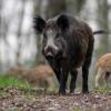 Einen hohen Sachschaden hat ein Unfall mit einem Wildschwein auf der Autobahn bei Wolnzach verursacht.