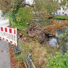 Diese Kastanie stürzte ein Stück südlich des Fünffingerlesturms in den Stadtgraben.