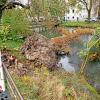 Das Bild zeigt den umgestürzten Baum. Die Kastanie fiel in den Stadtgraben. 