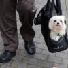 Wichtig: Den Flauschi hier langsam an die Tasche gewöhnen. Das vermeidet Stress und Angstzustände.