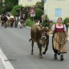 Mitten durchs Dorf führten Simone Huber und das Kranzrind „Solo“ die Herde zurück in den heimischen Stall.