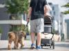 Hund und Kinderwagen gleichzeitig zu koordinieren, sollte laut dem Hundetrainer Dirk Biller bereits vor der Geburt geübt werden.