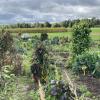 Auch im Schondorfer Gemüsegarten westlich von Oberschondorf kann in diesem Jahr viel geerntet werden. Vor allem Kohlgemüse und Bohnen gediehen üppig.