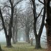 Die Allee zum Gut Lindenau bei Kissing – eine der "Kulturspuren" im Wittelsbacher Land, die nun Eingang in die Kulturlandschaftsdatenbank des Bayerischen Landesvereins für Heimatpflege finden. 