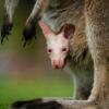 Olaf verzaubert Besucher des Tierparks südlich von Sydney.