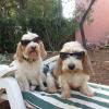 "Blues Brothers" Annie und Holly (Rasse: petit basset griffon vendéen)fahren auch gerne mal mit Frauchen Christina von Dießen nach Frankreich in den Urlaub. 