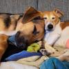 Jack-Russel Dame Lotti (rechts) und Schäferhundmix  Maja machen nach einem anstrengendem Tag in Kaufering, auch mal zusammen Pause.