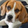 Beagle Bobby zieht seine Halterin beizeiten mit seiner Kraft durch die Landsberger Straßen.