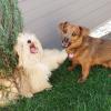 Rocky (rechts) ist eine Frohnatur, der trotz seiner Größe auch mal mutig seine Frauchen (er hat mehrere) verteidigt oder sich Revierkämpfen in Hofstetten mit Hund Willy stellt. 