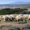 Cyprus - Paphos District. Countryside with sheep herd grazing.