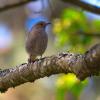 Den Hausrotschwanz kann man am besten in Ortschaften an Häusern
beobachten und mit ein wenig Glück beispielsweise auch am Rande des
Kurparks Bad Wörishofen. Den Winter verbringt der Singvogel traditionell
in Nordafrika, bleibt aber immer öfter auch in Bayern.