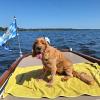 Cocker Spaniel Sam aus Eresing genießt auch mal einen Ausflug auf den Ammersee. 